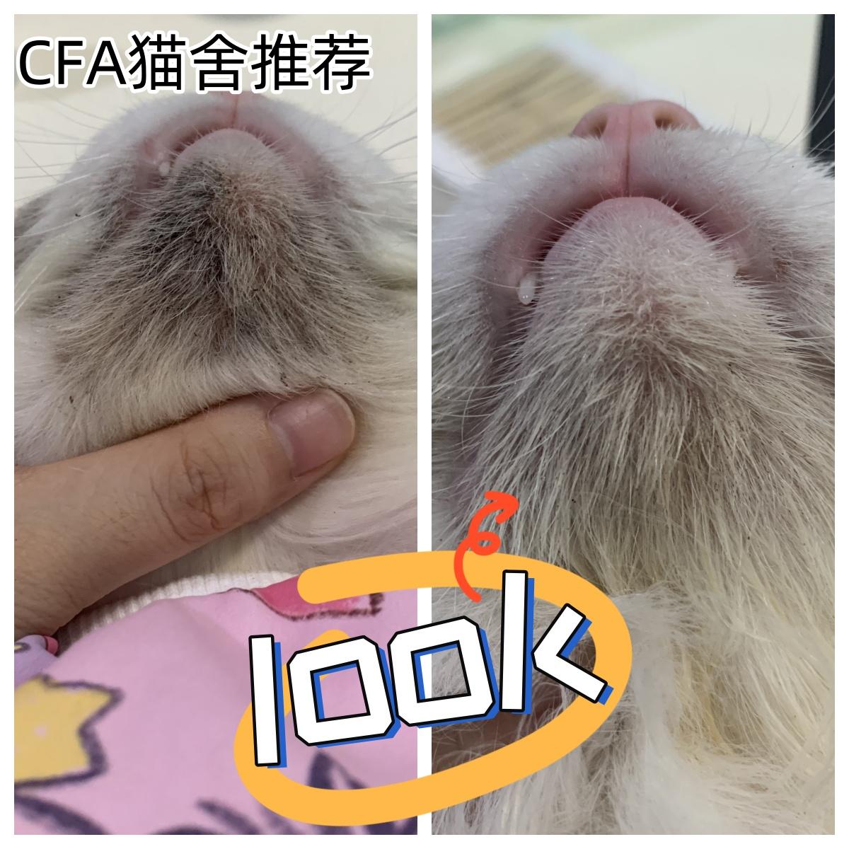 猫咪黑下巴专用免洗直接涂下巴黑点点脱落不伤皮下巴堵塞非药