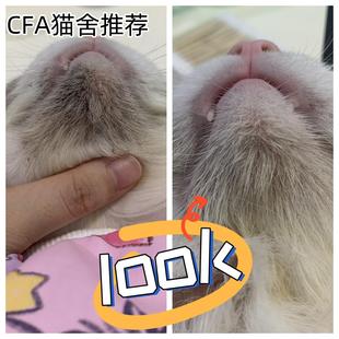 猫咪黑下巴专用免洗直接涂下巴黑点点脱落不伤皮下巴堵塞非药