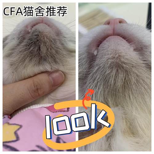 猫咪黑下巴专用免洗直接涂下巴黑点点脱落不伤皮下巴堵塞非药