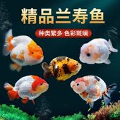 大型兰寿金鱼观赏鱼苗耐活冷水热带活体宠物小型淡水好养锦鲤草金