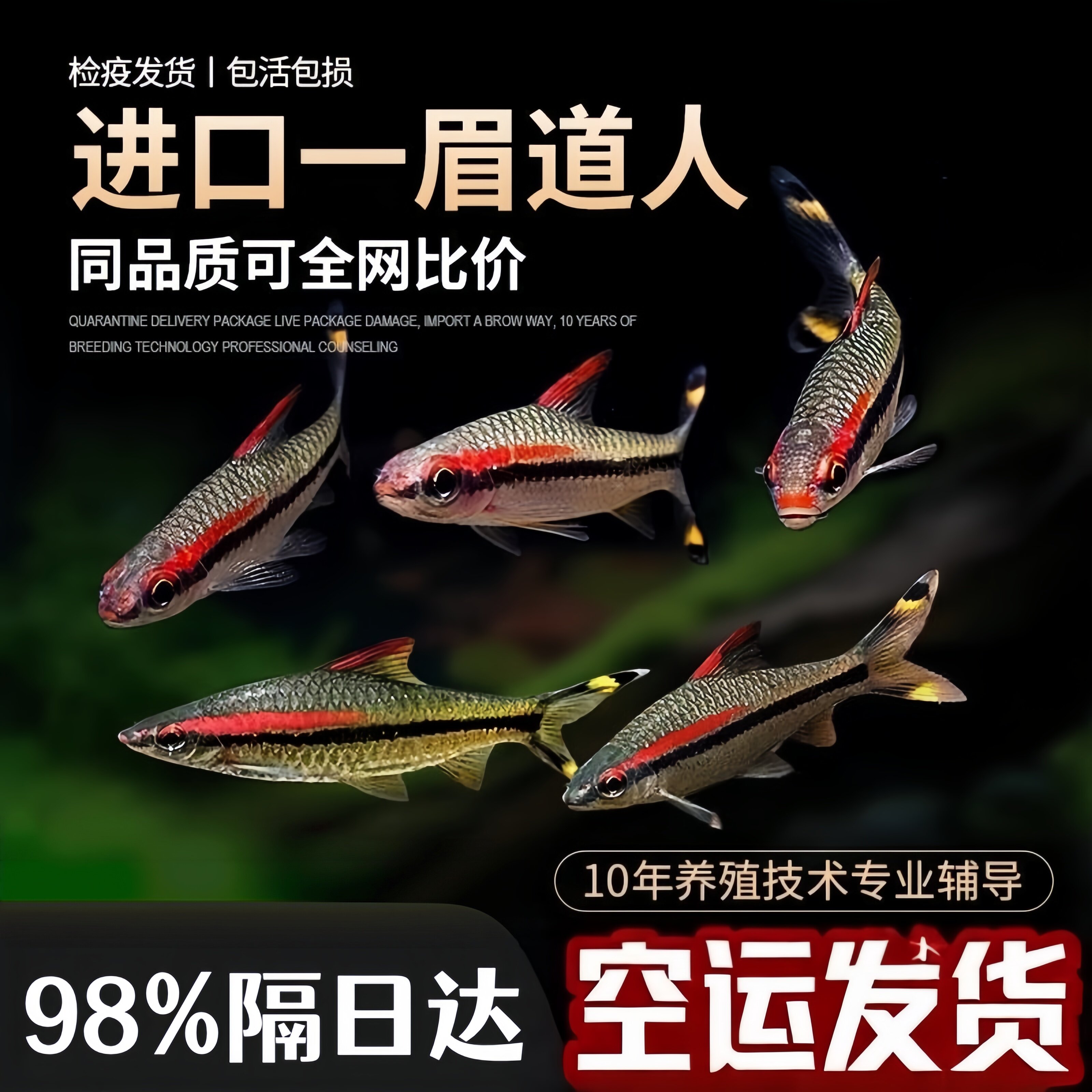 一眉道人鱼活鱼热带观赏鱼鱼缸群游淡水冷水金鱼好养耐活小型鱼苗