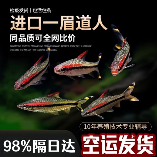 一眉道人鱼活体热带鱼观赏鱼