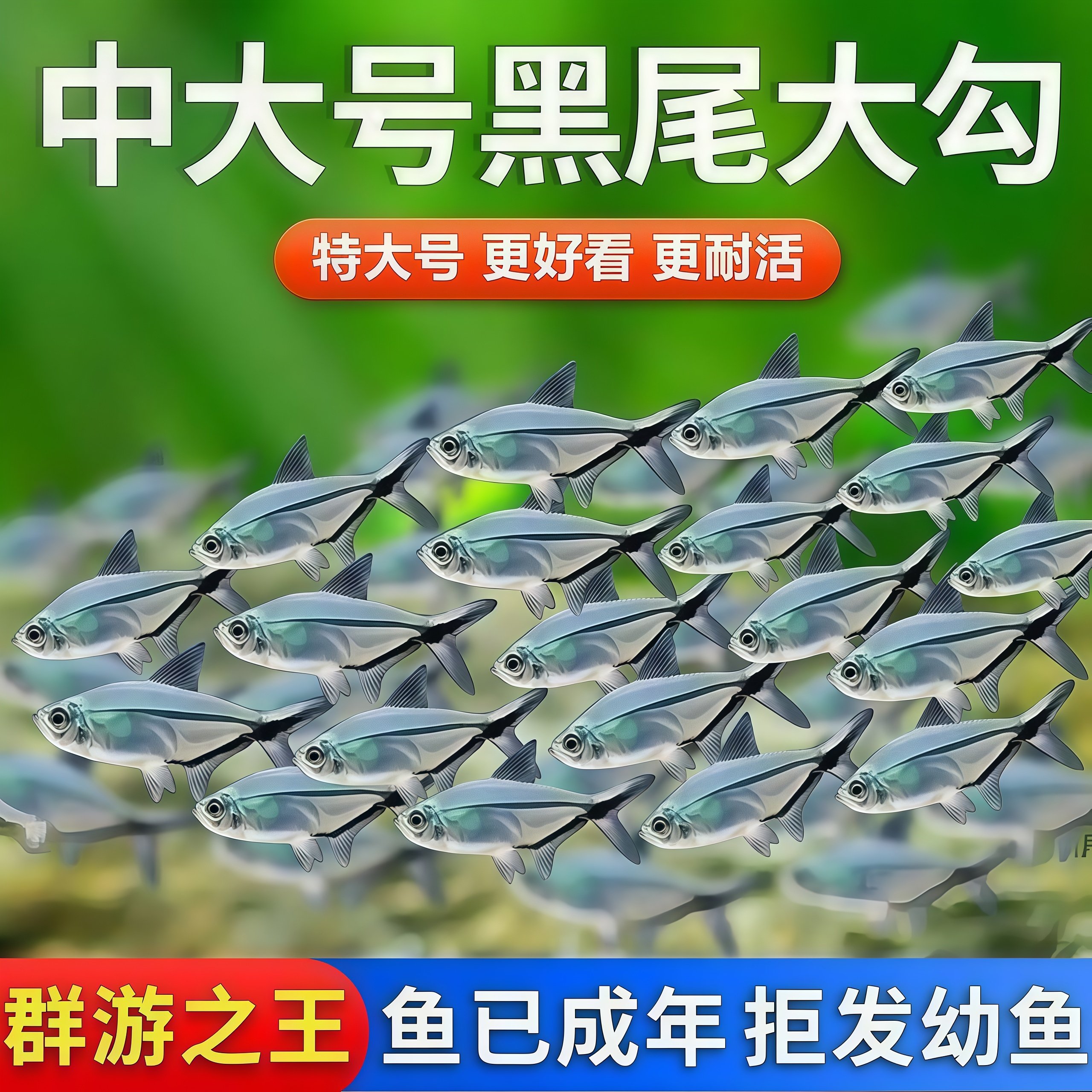 黑尾大勾鱼热带观赏鱼鱼缸群游小型鱼苗好养耐活冷水淡水金鱼活鱼