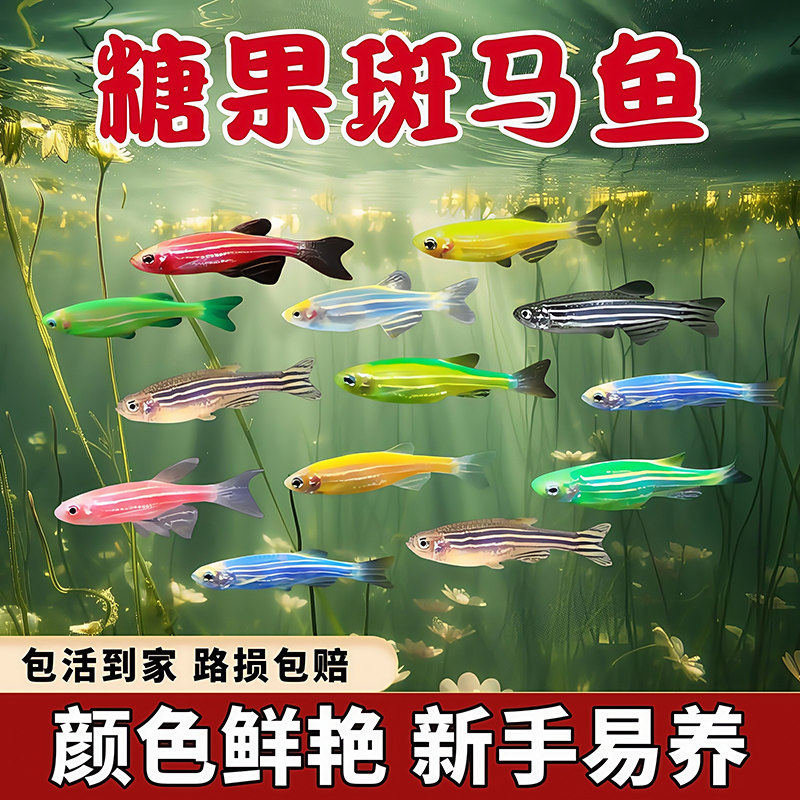 热带观赏鱼斑马鱼鱼缸群游淡水蝶翼长尾小型鱼苗金鱼活鱼好养耐活