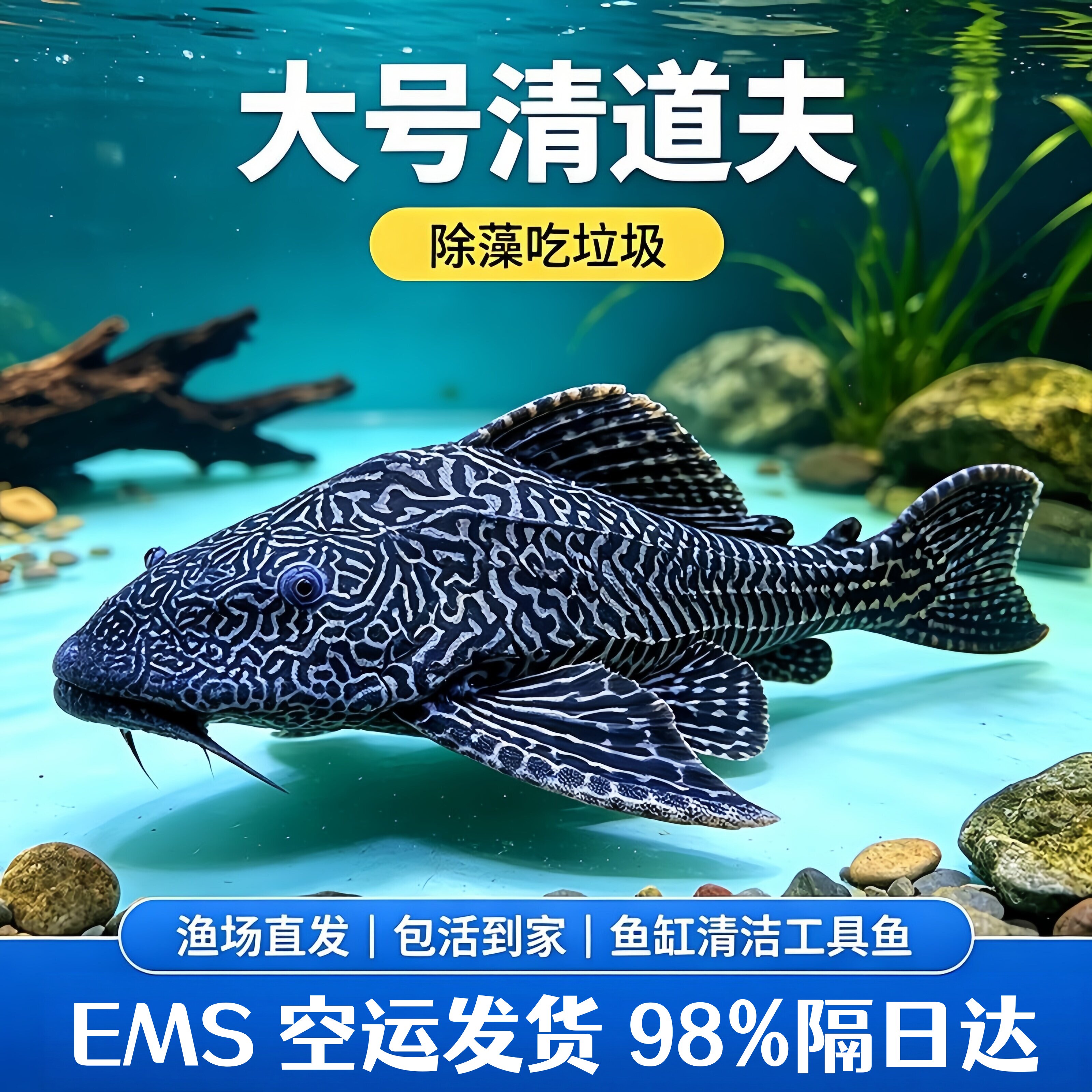 热带清道夫清道夫鱼吃鱼粪便的鱼豹纹夫金苔鼠观赏鱼清垃圾工具鱼