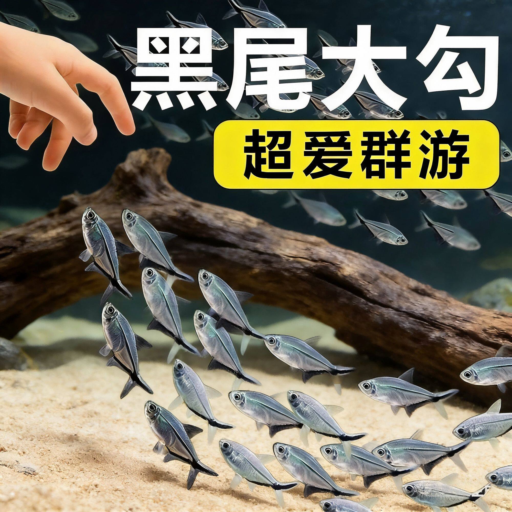 大号黑尾大勾群游小型热带天使活体新手好养易活观赏鱼清仓直发
