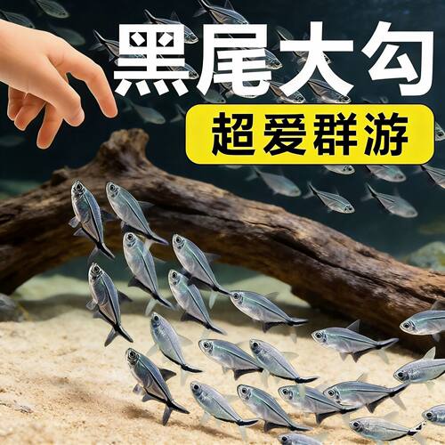 大号黑尾大勾群游小型热带天使活体新手好养易活观赏鱼清仓直发
