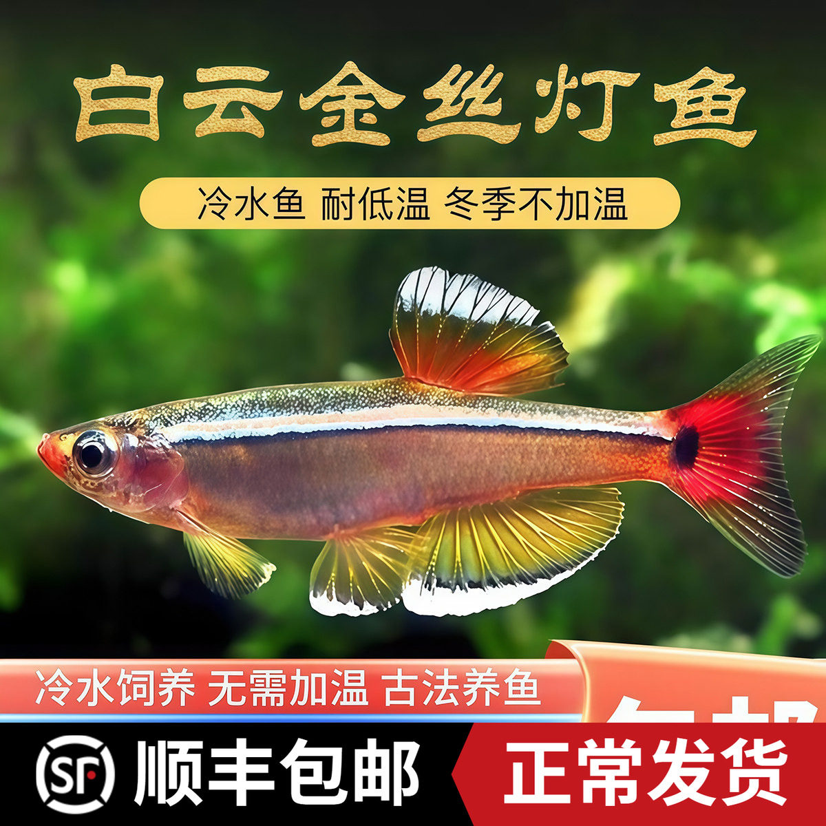 冷水鱼白云金丝观赏鱼观背青鳉新手好养易活小型活体鱼热带淡水鱼