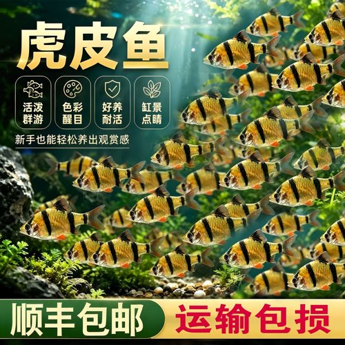 虎皮鱼荧光绿虎皮热带鱼耐活群游