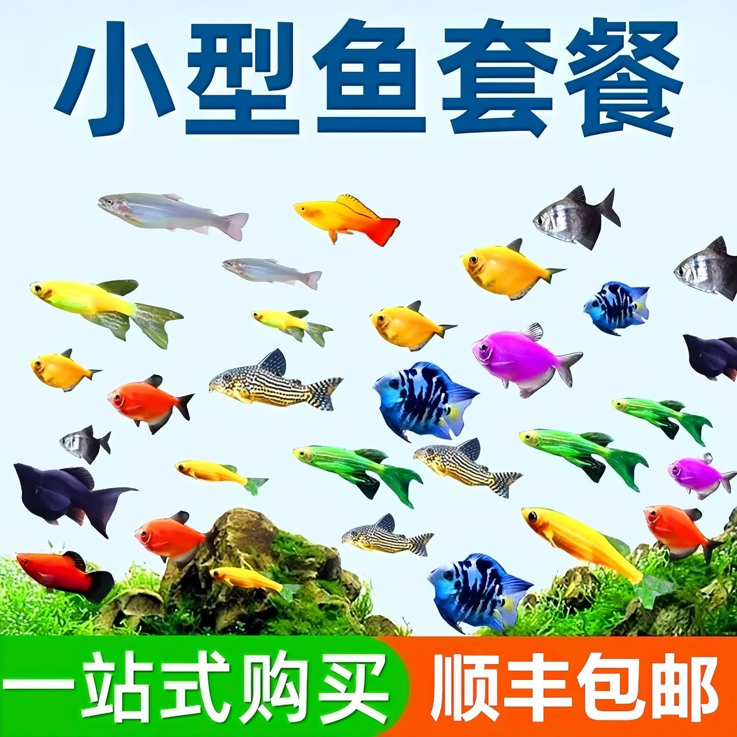 小型冷水鱼热带鱼活体观赏鱼好养耐活鹦鹉鱼天使鱼斑马鱼孔雀鱼苗
