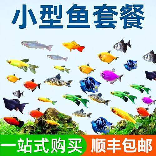 小型热带冷水观赏鱼活体好养耐活