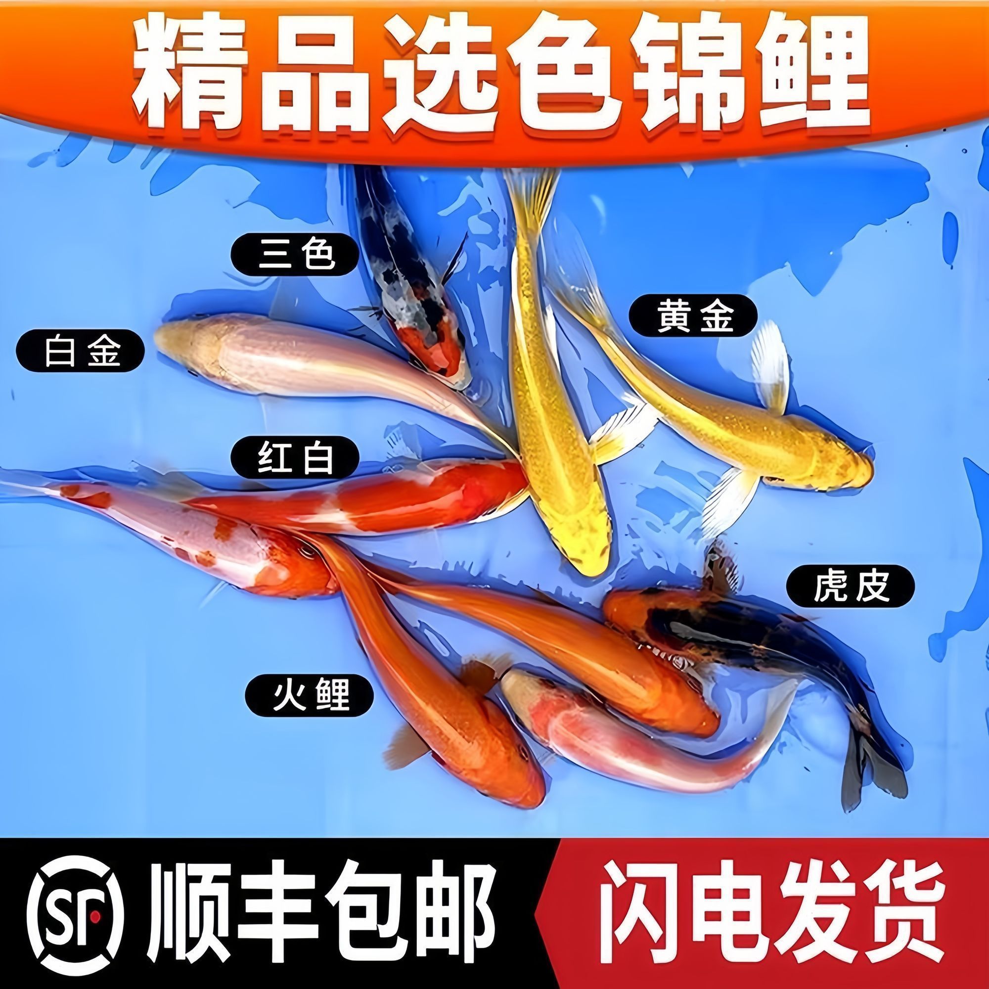 金鱼活体观赏鱼锦鲤草小型鱼图片