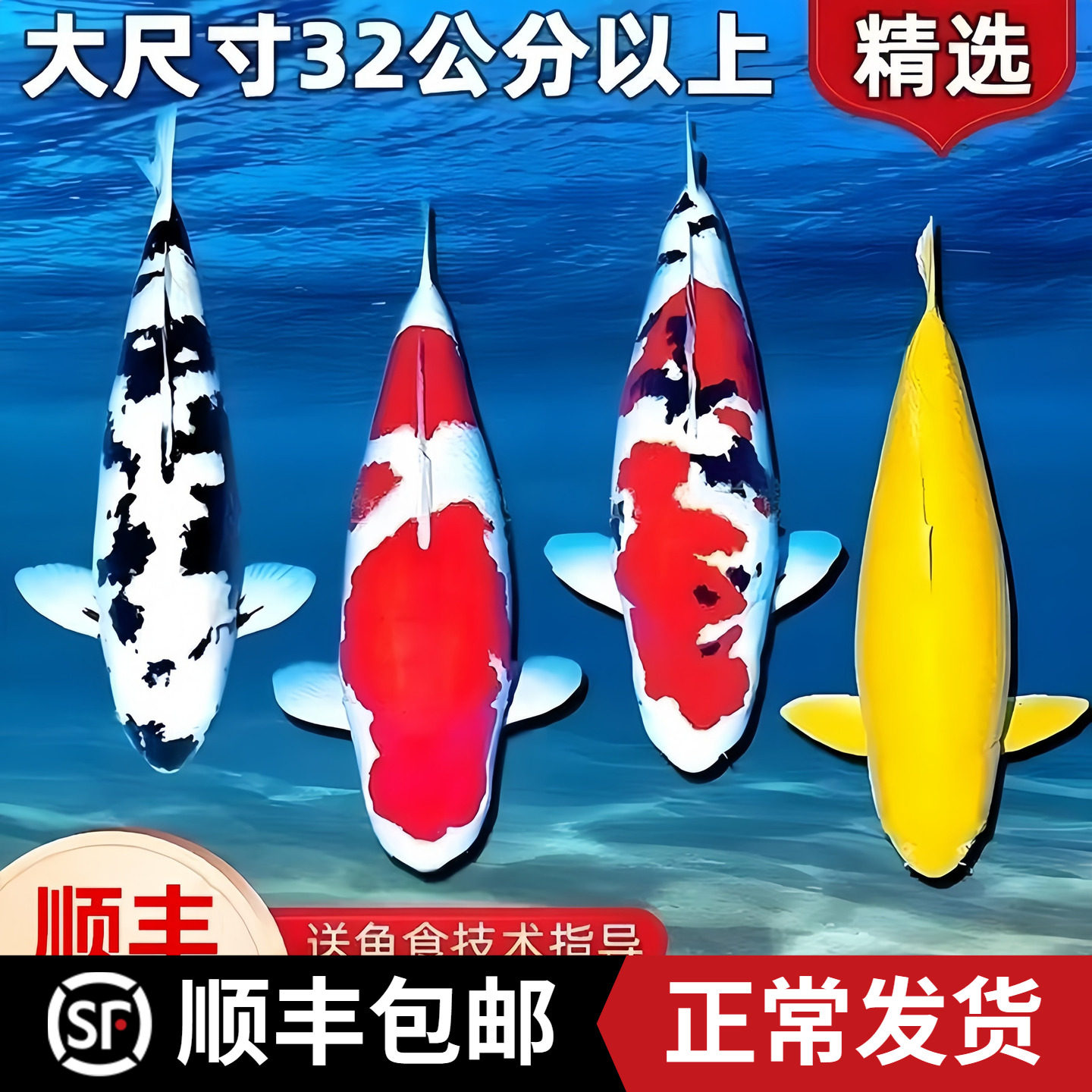 顺丰锦鲤鱼活鱼观赏鱼纯种鱼大型红白冷水淡水好养耐活金鱼小鱼苗