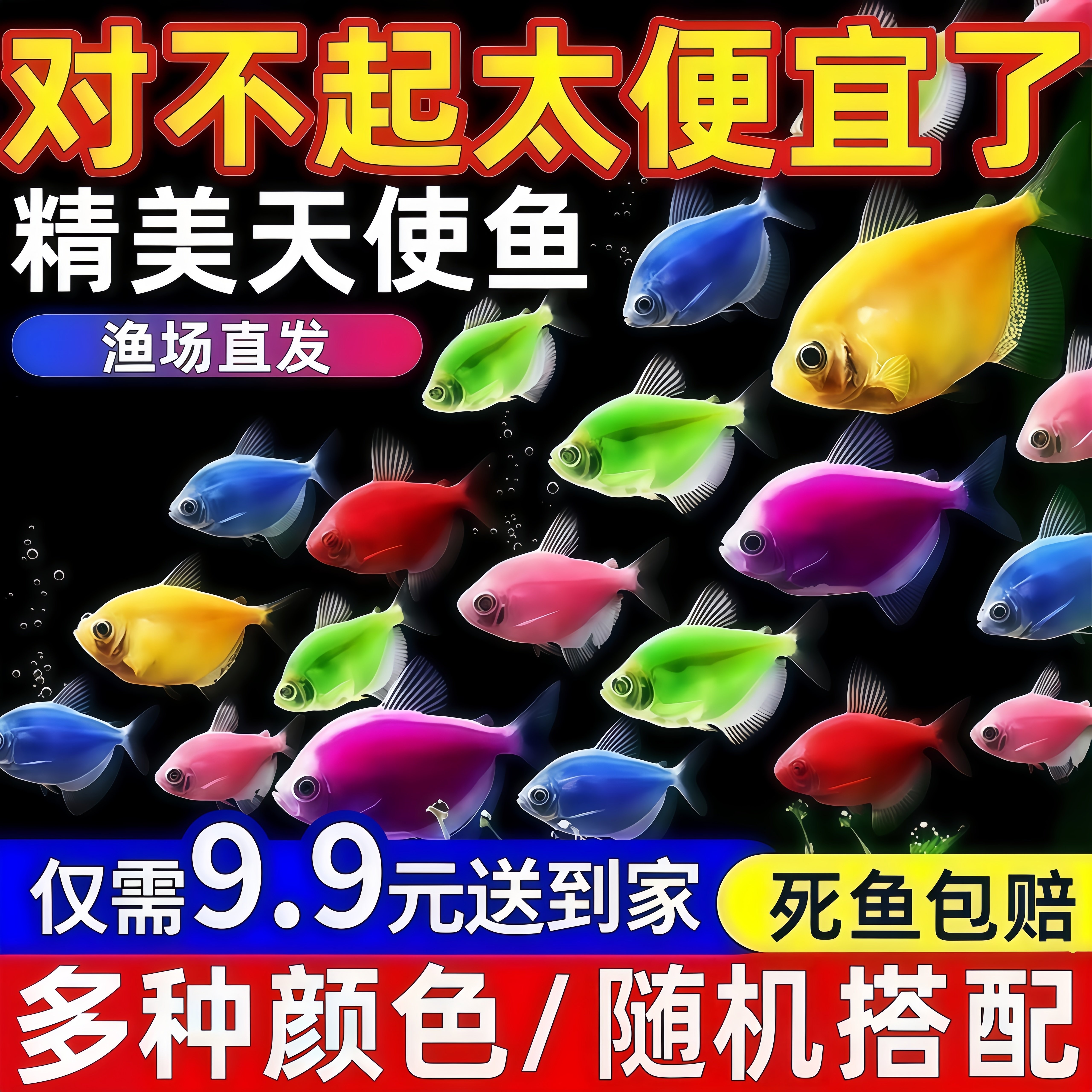 糖果天使鱼七彩大号观赏热带鱼群游小型淡水好养耐活鱼苗孔雀斑马