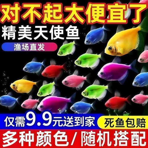 糖果天使鱼七彩大号观赏热带鱼群游小型淡水好养耐活鱼苗孔雀斑马