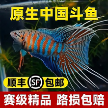 中国斗鱼活鱼冷水淡水热带观赏鱼自来水好养耐活金鱼小型鱼苗活体