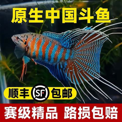 中国斗鱼活体活鱼冷水观赏鱼