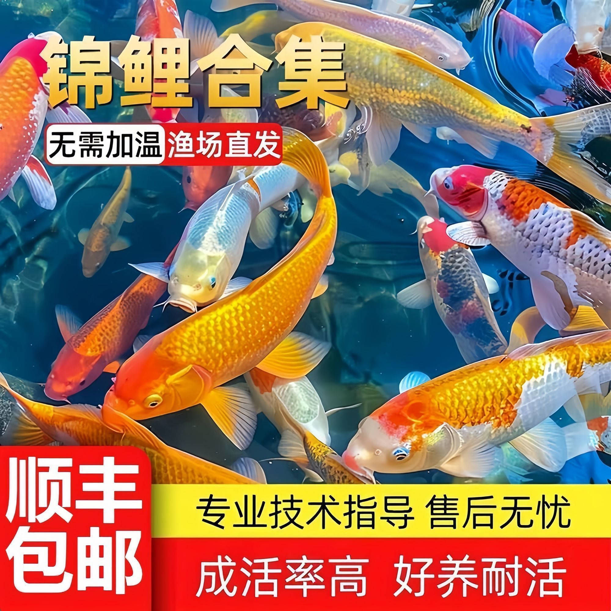 锦鲤鱼活鱼冷水鱼淡水观赏鱼金鱼好养耐活纯种红白黄金三色小鱼苗