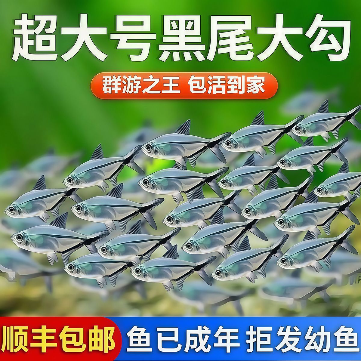 黑尾大勾鱼热带观赏鱼鱼缸群游小型鱼苗好养耐活冷水淡水金鱼活鱼