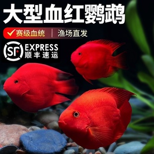 血红鹦鹉鱼观赏鱼耐活好养自来水发财鱼热带淡水鱼元宝鱼苗活体鱼