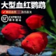 血红鹦鹉鱼观赏鱼耐活好养自来水发财鱼热带淡水鱼元 宝鱼苗活体鱼