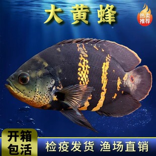 大黄蜂地图鱼奥利诺克奥图纳内地图龙鱼中层配鱼活体鱼热带观赏鱼