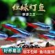 红绿灯鱼热带观赏鱼小型鱼灯科鱼斑马鱼宝莲灯鱼鱼苗淡水鱼群游鱼