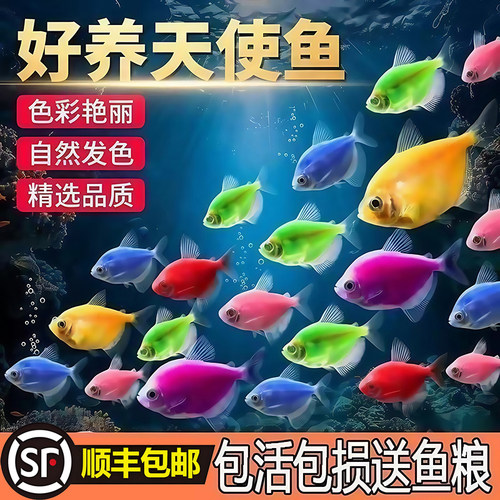 大号天使观赏鱼群游小型热带鱼