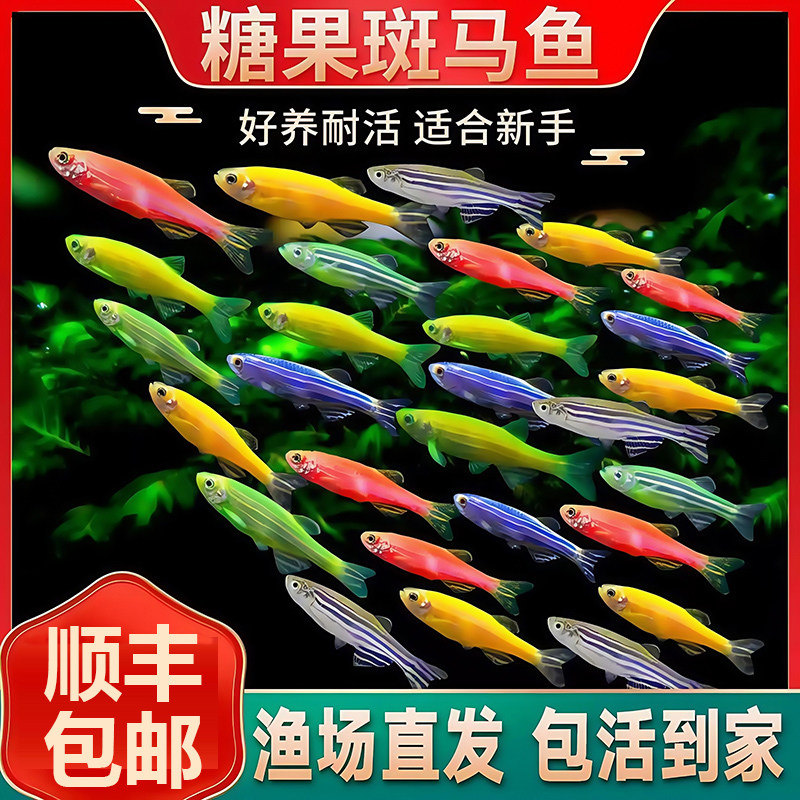热带观赏鱼斑马鱼鱼缸群游淡水蝶翼长尾小型鱼苗金鱼活鱼好养耐活