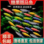 热带观赏鱼斑马鱼鱼缸群游淡水蝶翼长尾小型鱼苗金鱼活鱼好养耐活