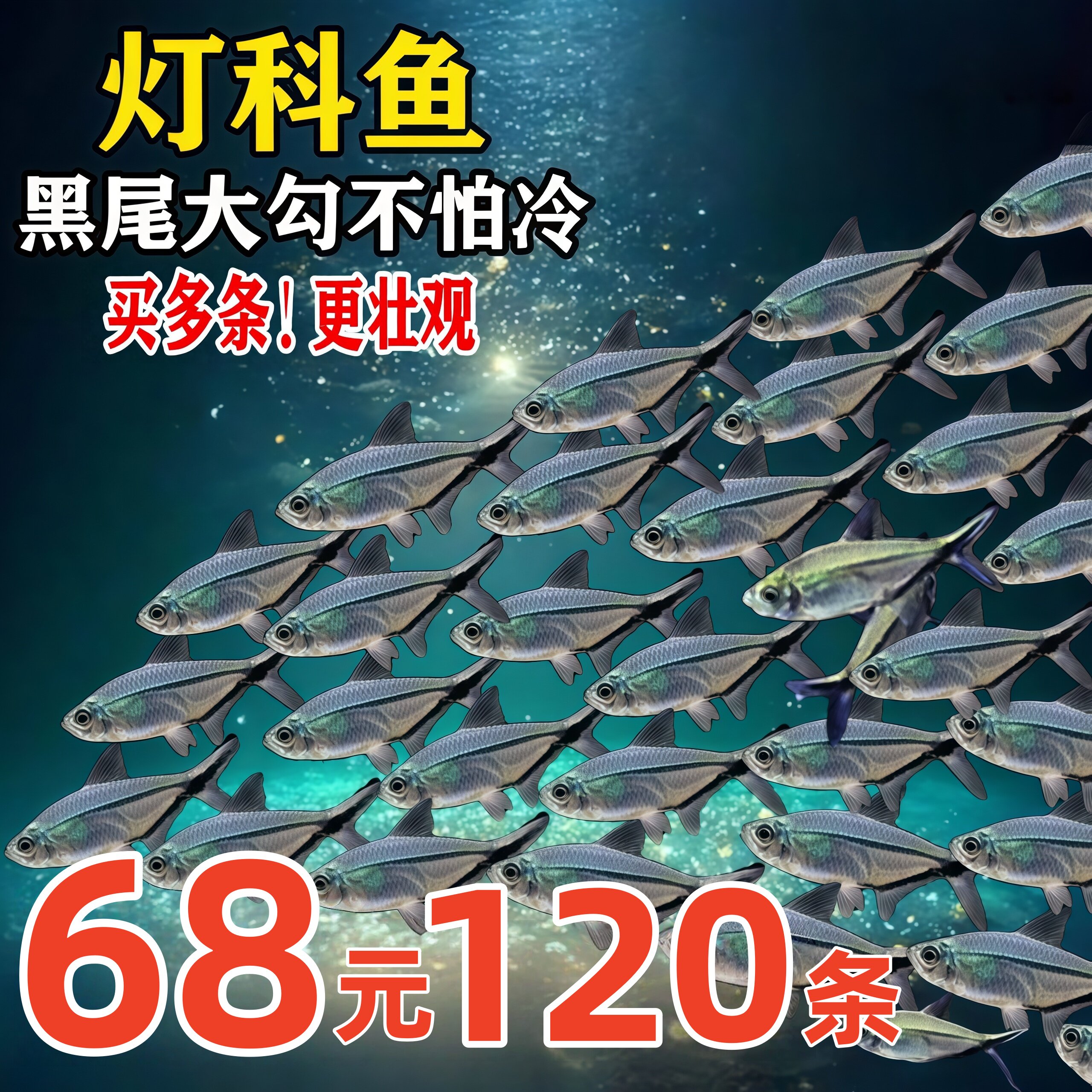 黑尾大勾黑尾旗热带鱼观赏鱼草缸群游鱼小型鱼活体鱼包活黑尾灯鱼