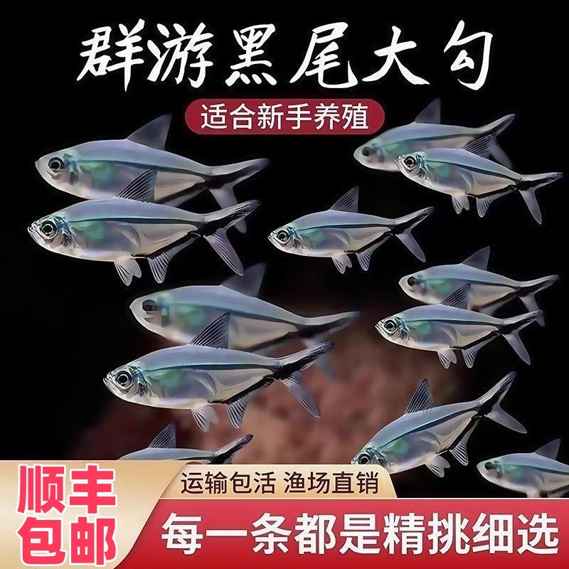 大号黑尾大勾群游小型热带天使活体新手好养易活观赏鱼清仓直发