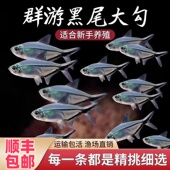 大号黑尾大勾群游小型热带天使活体新手好养易活观赏鱼清仓直发