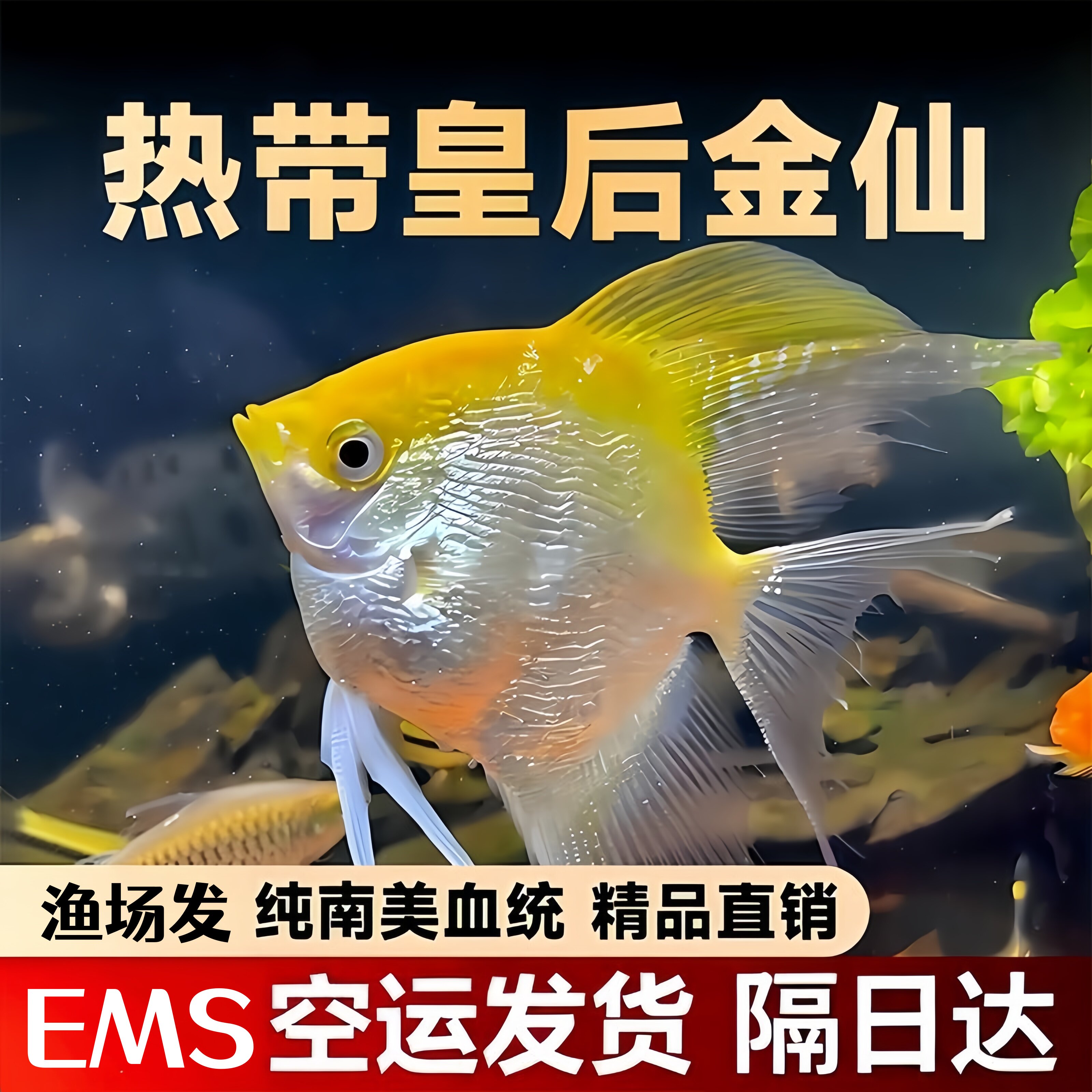 神仙鱼秘鲁燕子鱼热带鱼观赏鱼活体鱼三色神仙熊猫神仙水族新手鱼
