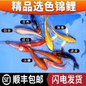 顺丰锦鲤鱼活鱼观赏鱼纯种红白冷水鱼淡水好养耐活金鱼活体小鱼苗