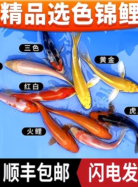 顺丰锦鲤鱼活鱼观赏鱼纯种红白冷水鱼淡水好养耐活金鱼活体小鱼苗