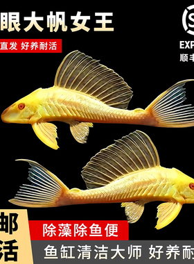黄金红眼女王清道夫大帆豹纹活体大小型垃圾热带吃屎水藻类观赏鱼