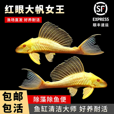 鱼缸观赏热带淡水鱼红眼女王大帆