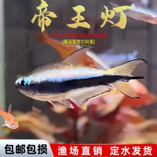 帝王灯鱼小型热带观赏淡水鱼黄金帝王黑帝王水草缸淡水灯科鱼群游