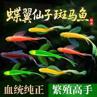 蝶翼斑马鱼长尾荧光糖果小型热带鱼淡水观赏鱼活体小鱼苗好养耐活