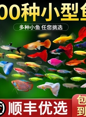 小型冷水鱼热带鱼活体观赏鱼鹦鹉鱼天使鱼斑马鱼孔雀鱼苗好养耐活