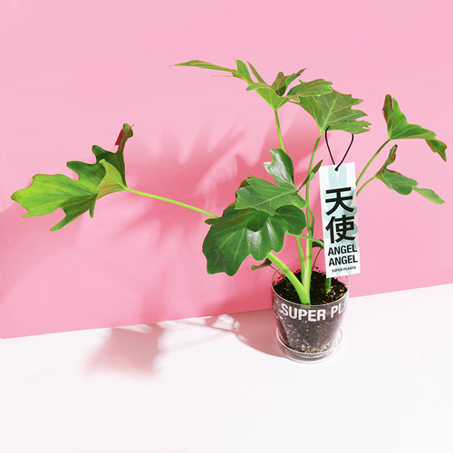 透明盆栽价格 透明盆栽图片 星期三