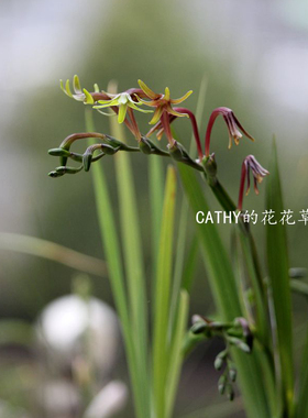 原生种绿花小苍兰-种球Freesia viridis 2-5球 冬春开花