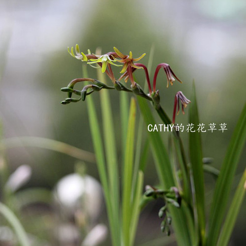 凯西花房冬春小苍兰绿花球根