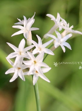 现货 裸根 杂交紫娇花-大白 Tulbaghia sp. Kachubwa 四季生长