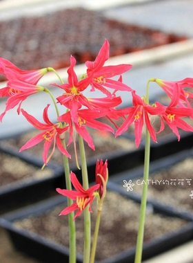 粉红色细叶孤挺 Rhodophiala bifida pink 夏末秋季开花