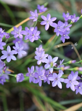糙叶酒杯花 种球 Geissorhiza Aspera 5球/份 秋植春花