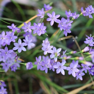 6-7月发货 糙叶酒杯花 种球 Geissorhiza Aspera 5球/份 秋植春花