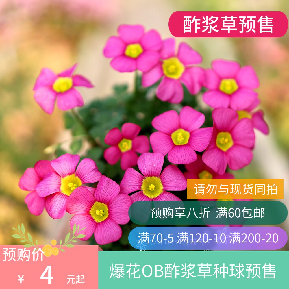 预售十三 秋植酢浆草种球 OB3组 oxalis obtusa 3-5球/份 多选在类目 鲜花速递/花卉仿真/绿植园艺, 花卉/蔬果/草坪种子（新）, 种球中 - 来自Buy2taobao.com提供专业的淘宝代购服务