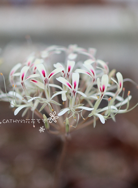 盆苗 根块洋葵 Pelargonium triandrum 三蕊天竺葵